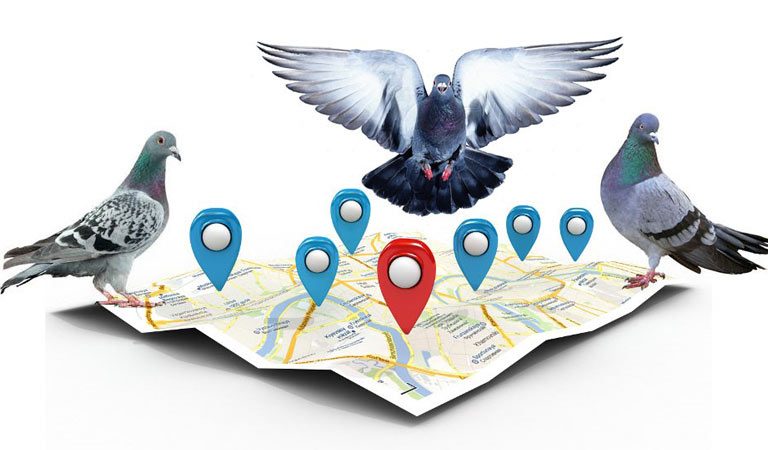 الگوریتم کبوتر